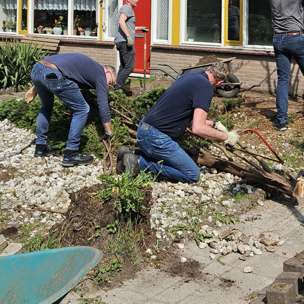 Vrijwilligers van Stichting Present verwijderen de oude conifeer uit de voortuin